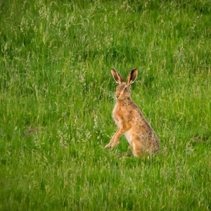 Redwell   June 2016   D3s (46 Of 297).jpg